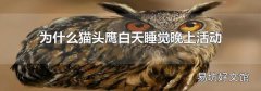 為什么貓頭鷹白天睡覺晚上活動