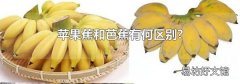 蘋果蕉和芭蕉有何區別?