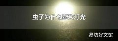蟲子為什么喜歡燈光