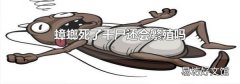 蟑螂死了干尸還會繁殖嗎