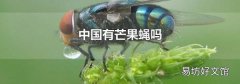 中國有芒果蠅嗎