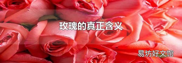 玫瑰的真正含義