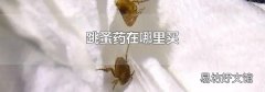 跳蚤药在哪里买