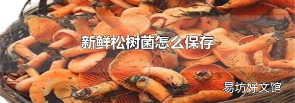 新鮮松樹(shù)菌怎么保存
