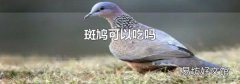 斑鳩可以吃嗎