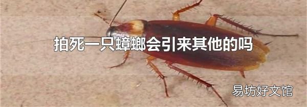 拍死一只蟑螂會(huì)引來(lái)其他的嗎