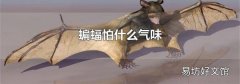 蝙蝠怕什么氣味