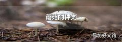 蘑菇的種類
