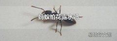 螞蟻怕花露水嗎
