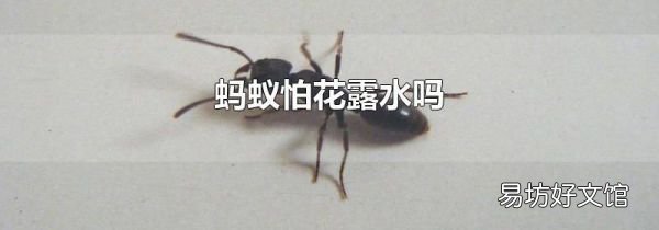 螞蟻怕花露水嗎