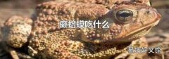 癩蛤蟆吃什么