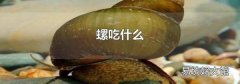 螺吃什么