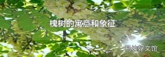 槐树的寓意和象征