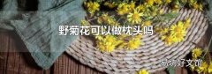 野菊花可以做枕頭嗎