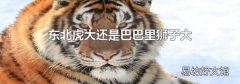 东北虎大还是巴巴里狮子大