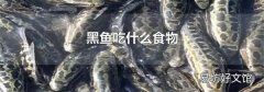 黑魚吃什么食物