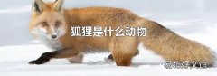 狐貍是什么動物