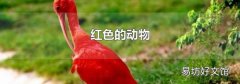 紅色的動(dòng)物