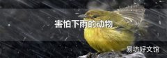害怕下雨的動(dòng)物