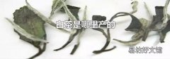 白茶是哪里产的