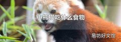 小熊貓吃什么食物