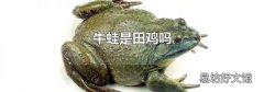 牛蛙是田雞嗎