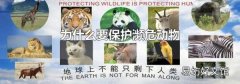 为什么要保护濒危动物