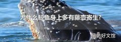 为什么鲸鱼身上多有藤壶寄生?