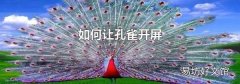 如何让孔雀开屏
