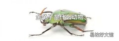 金龟子是什么动物