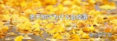 冬天樹葉為什么會掉落