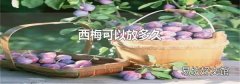 西梅可以放多久