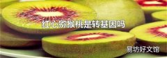 紅心獼猴桃是轉(zhuǎn)基因嗎