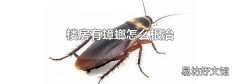 樓房有蟑螂怎么根治