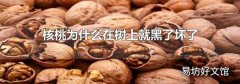 核桃为什么在树上就黑了坏了