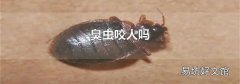 臭虫咬人吗