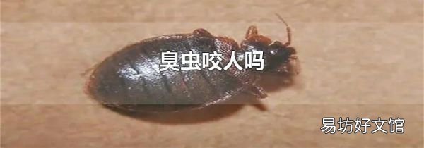 臭虫咬人吗