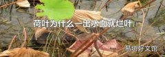 荷葉為什么一出水面就爛葉