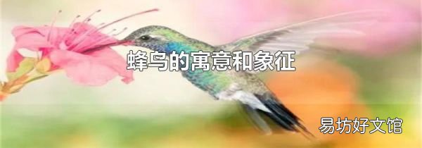 蜂鳥的寓意和象征