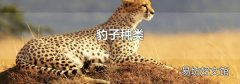 豹子種類