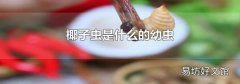 椰子蟲(chóng)是什么的幼蟲(chóng)