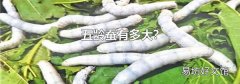 五齡蠶有多大?