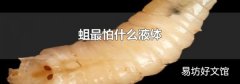 蛆最怕什么液體