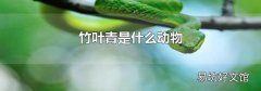 竹葉青是什么動物