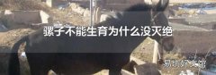 騾子不能生育為什么沒滅絕