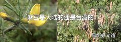 麻豆是大陸的還是臺灣的