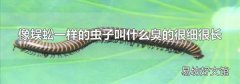 像蜈蚣一样的虫子叫什么臭的很细很长