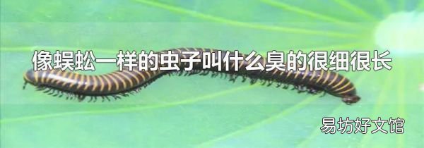 像蜈蚣一樣的蟲子叫什么臭的很細(xì)很長(zhǎng)