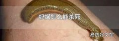 蚂蟥怎么能杀死