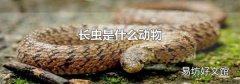 長蟲是什么動(dòng)物